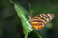 IMG_4687 orange butterfly on leaf